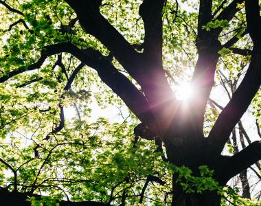Battery Point Park Ancient Tree with Sun behind it